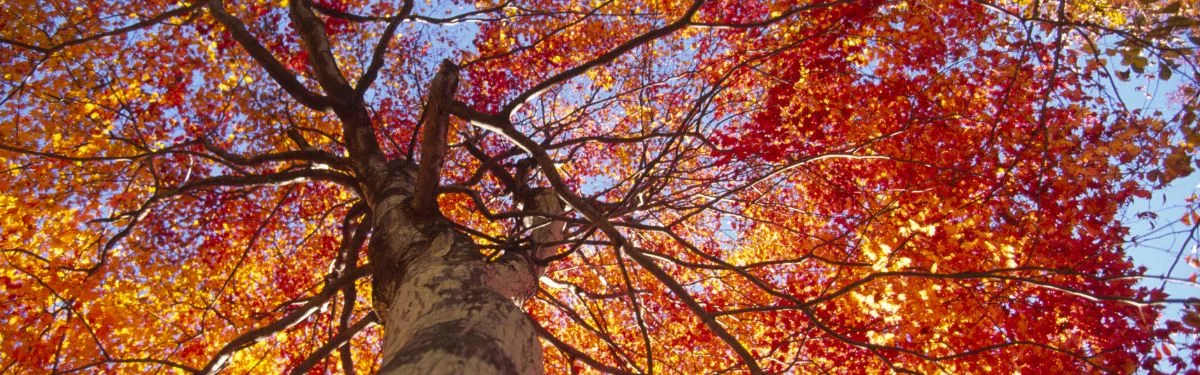 Fall Into Fun: Fall Festivals near Charlottesville