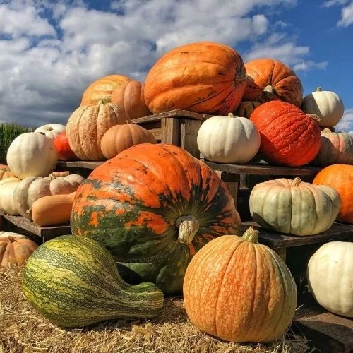 Blue Ridge Mountain Maze Pumpkin Patch