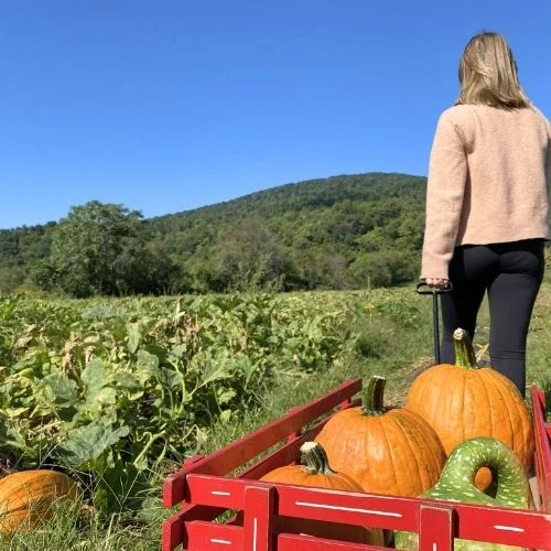 Chiles Peach Orchard Pumpkin Patch