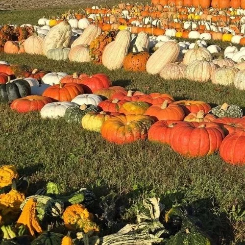 Graves Mountain Farm Pumpkin Patch