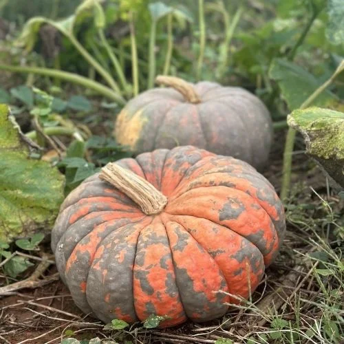 Liberty Mills Farm Pumpkin Patch