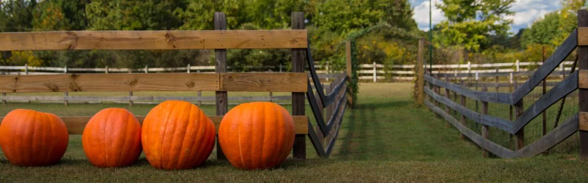 Pumpkin Patches near Fluvanna County VA