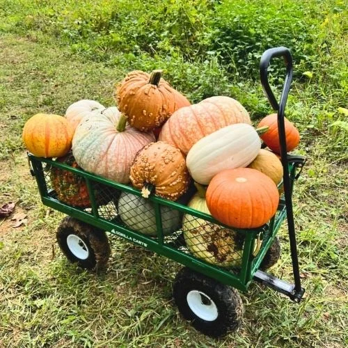 Sarah’s Pumpkin Patch